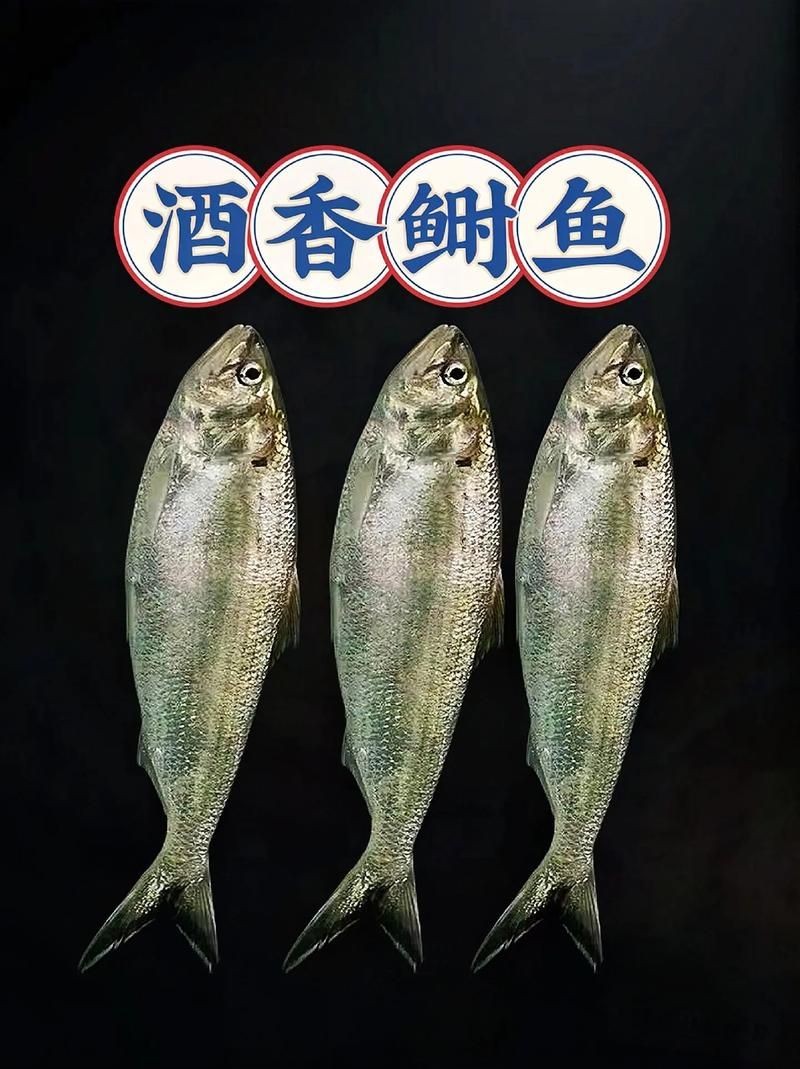 廣東鱭魚圖片