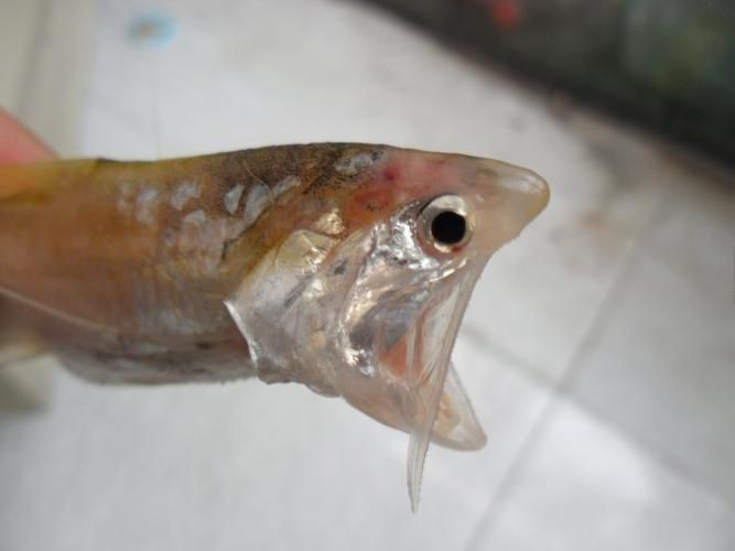 廣東鱭魚圖片