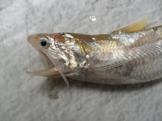 廣東鱭魚圖片