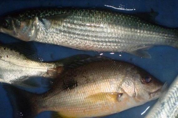 廣東鱭魚圖片