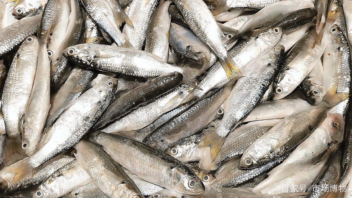 龍魚白白后如何恢復色素？，如何判斷龍魚褪色原因