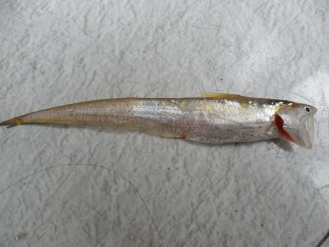 廣東鱭魚圖片