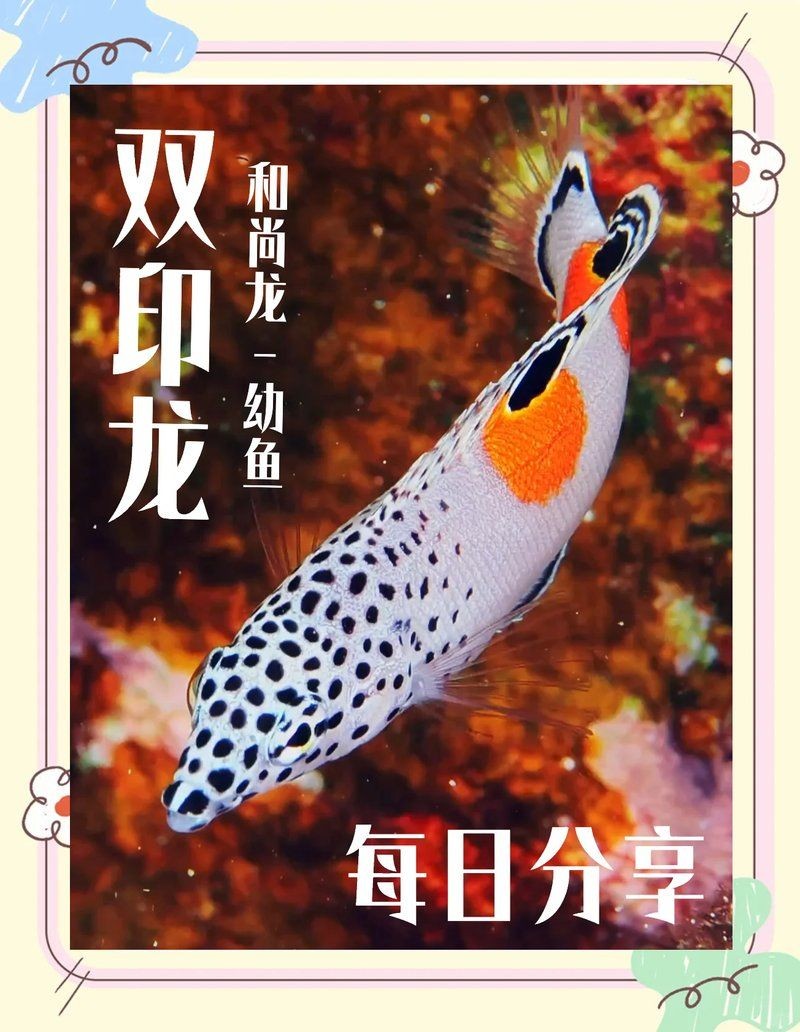 和尚魚叫什么