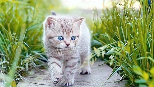 九種動物入宅最吉利