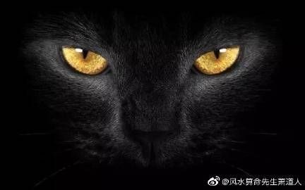 九種動物入宅最吉利