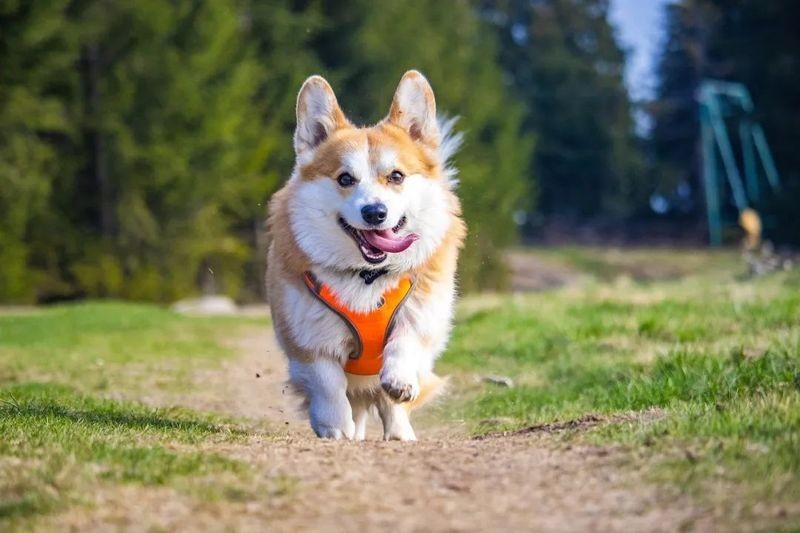 九種動物入宅最吉利