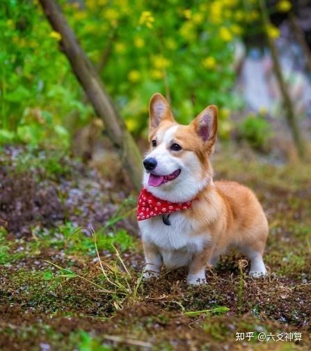 九種動物入宅最吉利