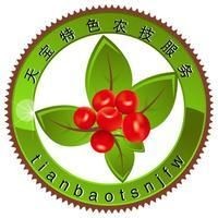 桂紅龍一號和金都一號對比