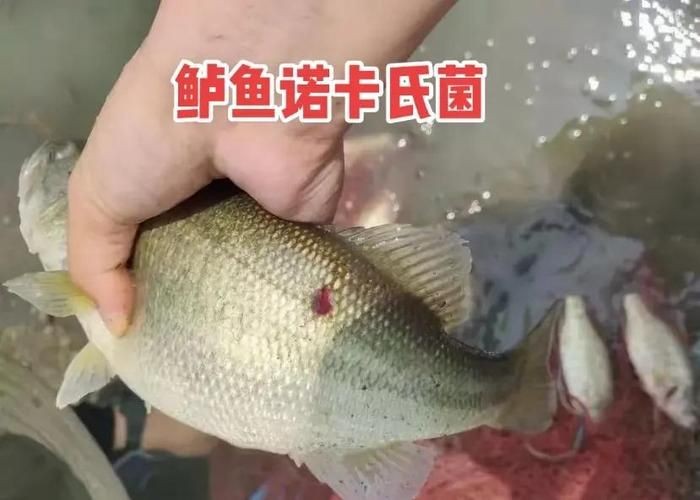 海水魚細菌感染癥狀圖片