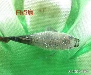 海水魚細菌感染癥狀圖片