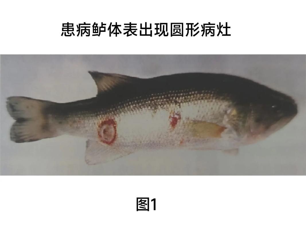 海水魚細菌感染癥狀圖片