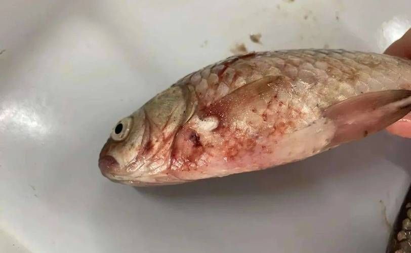 海水魚細菌感染癥狀圖片