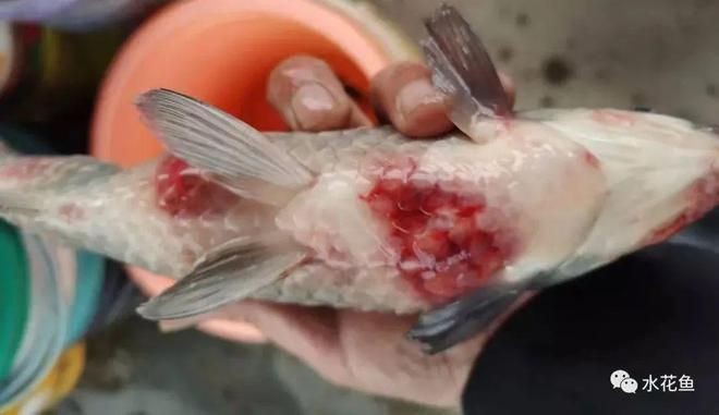 海水魚細菌感染癥狀圖片