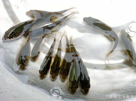 家里養(yǎng)曼龍魚不吉利原因