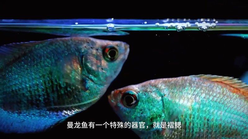 家里養(yǎng)曼龍魚不吉利原因