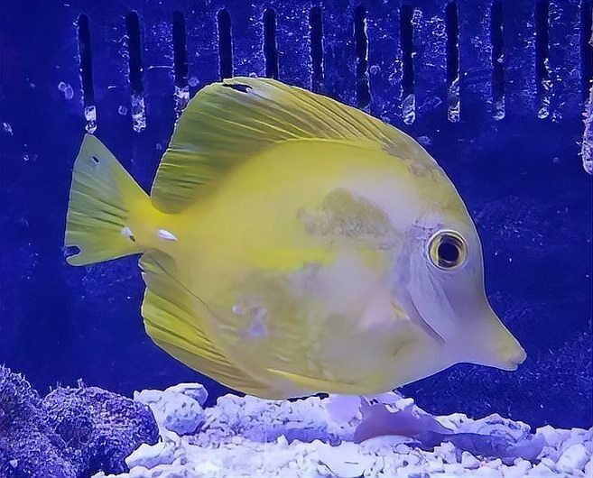 海水魚細菌感染的治療