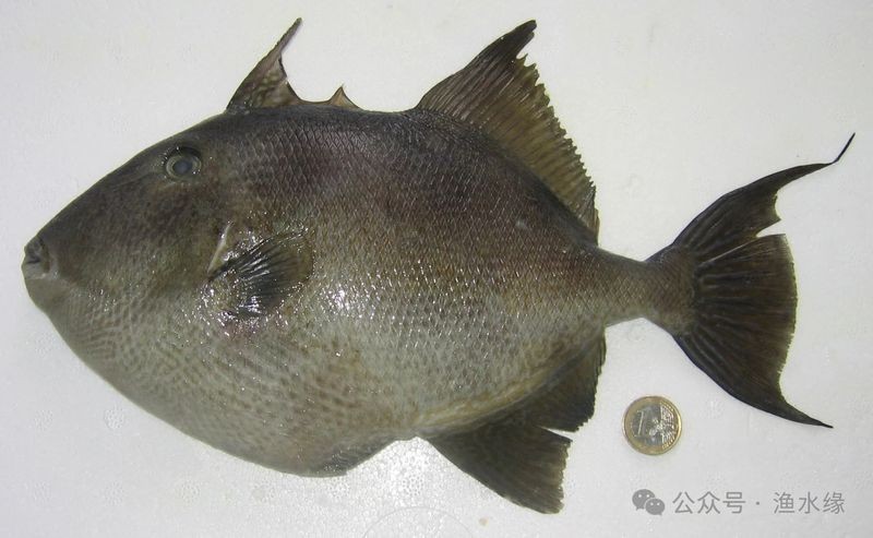 海水魚細菌感染的治療