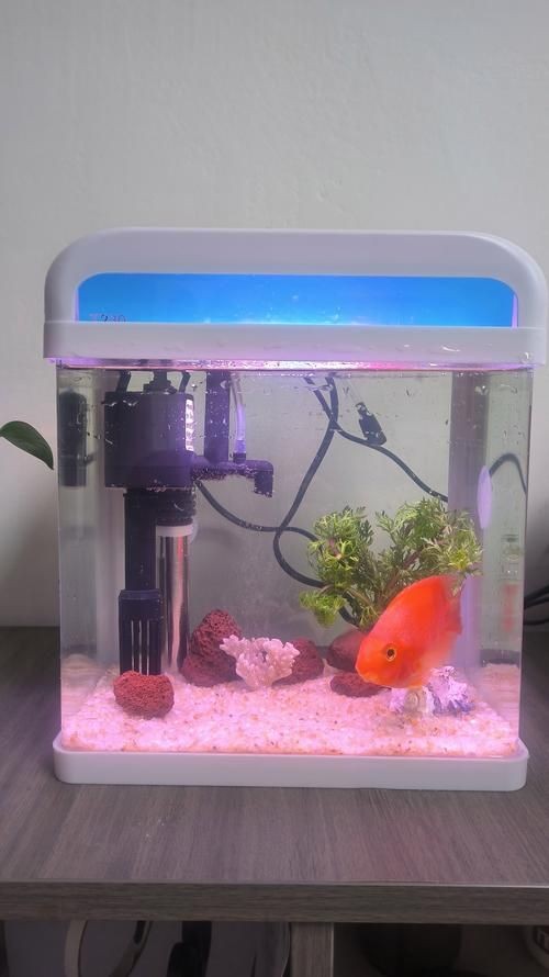 家庭小型魚缸圖片 家庭小型魚缸圖片 龍魚論壇 第23張