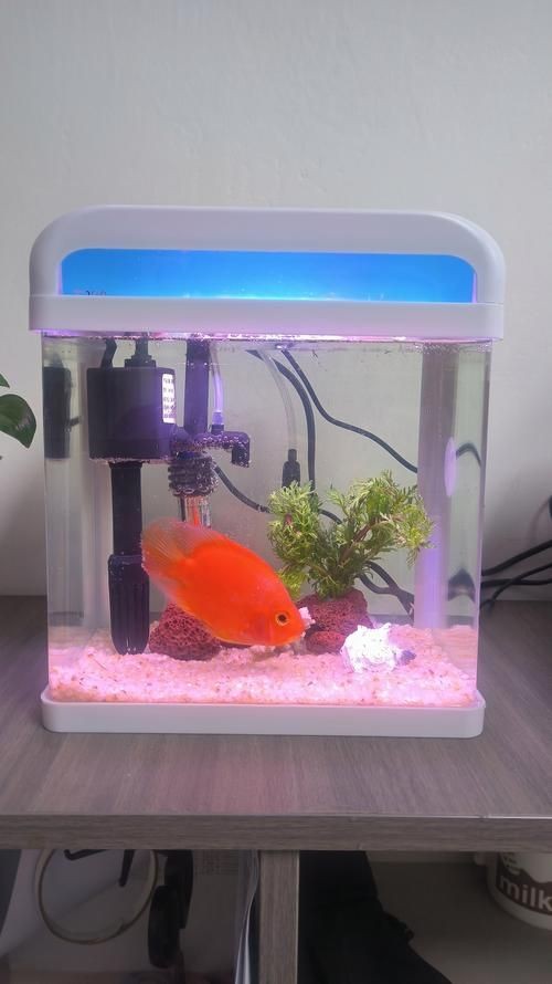 家庭小型魚缸圖片 家庭小型魚缸圖片 龍魚論壇 第15張