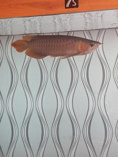 號(hào)半龍魚咬人后圖片