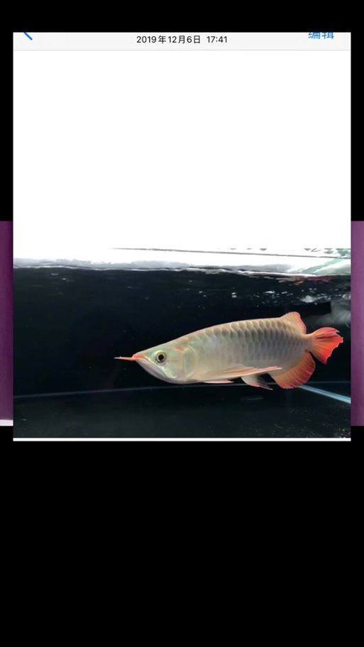 號(hào)半龍魚咬人后圖片
