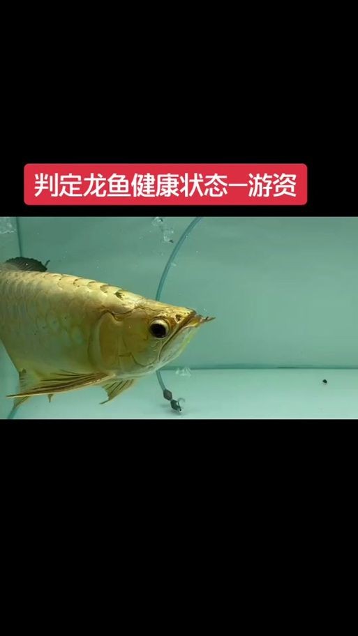 號(hào)半龍魚咬人后圖片