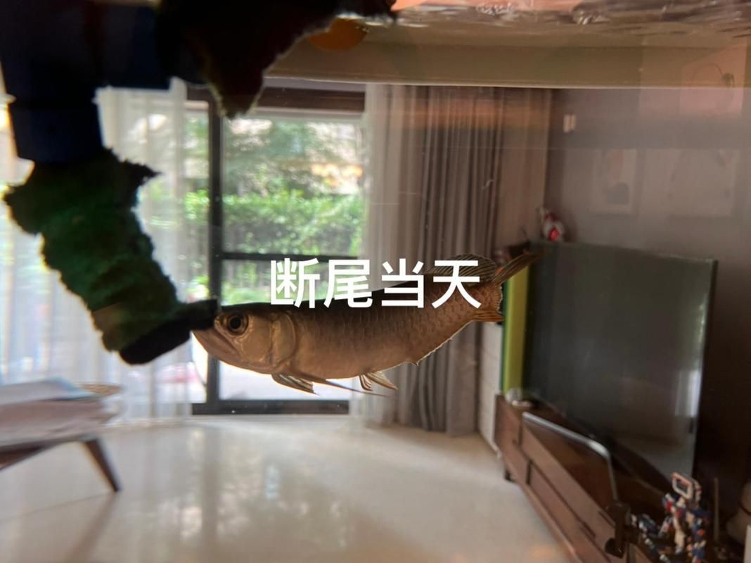 號(hào)半龍魚咬人后圖片
