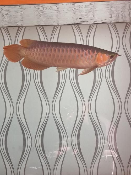 號(hào)半龍魚咬人后圖片