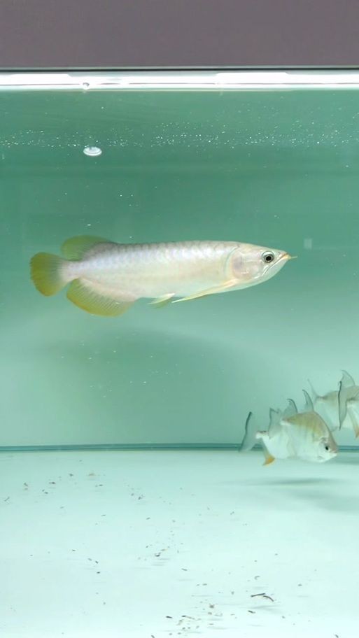 號(hào)半龍魚咬人后圖片
