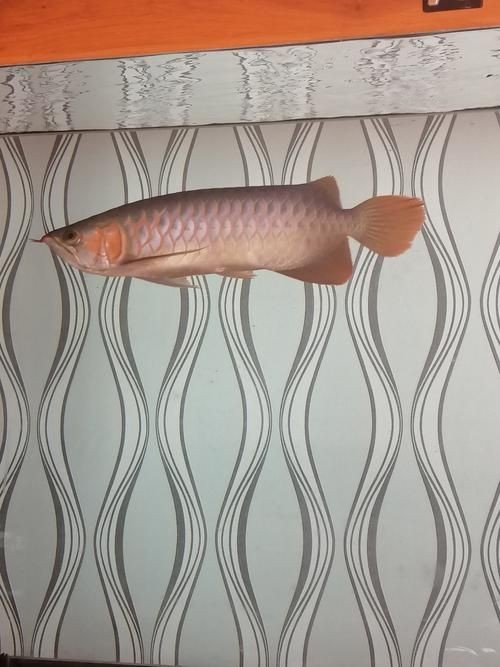 號(hào)半龍魚咬人后圖片