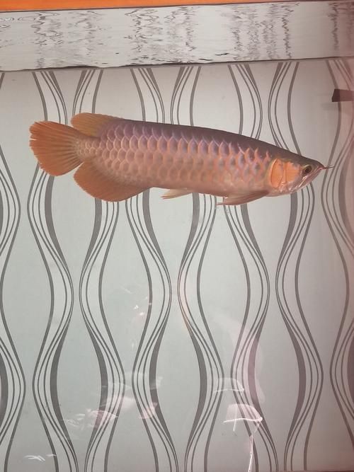 號(hào)半龍魚咬人后圖片