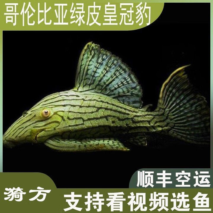 極限個體綠皮皇冠豹哪里買