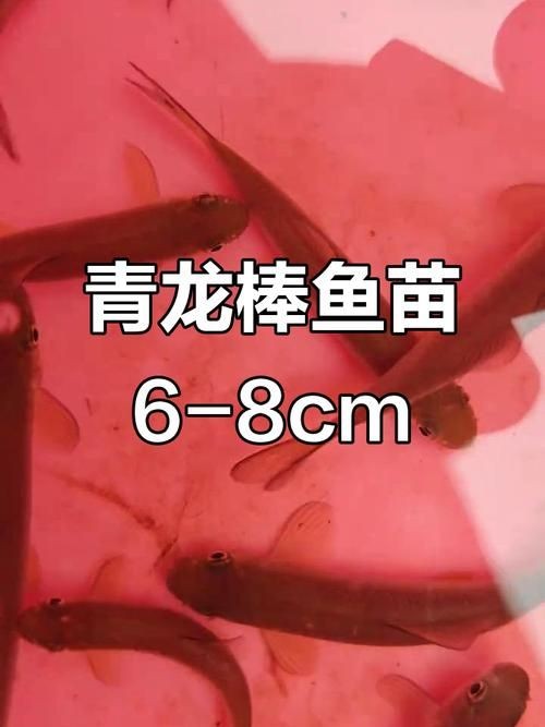 2-3cm龍魚苗圖片