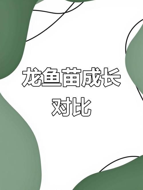 2-3cm龍魚苗圖片