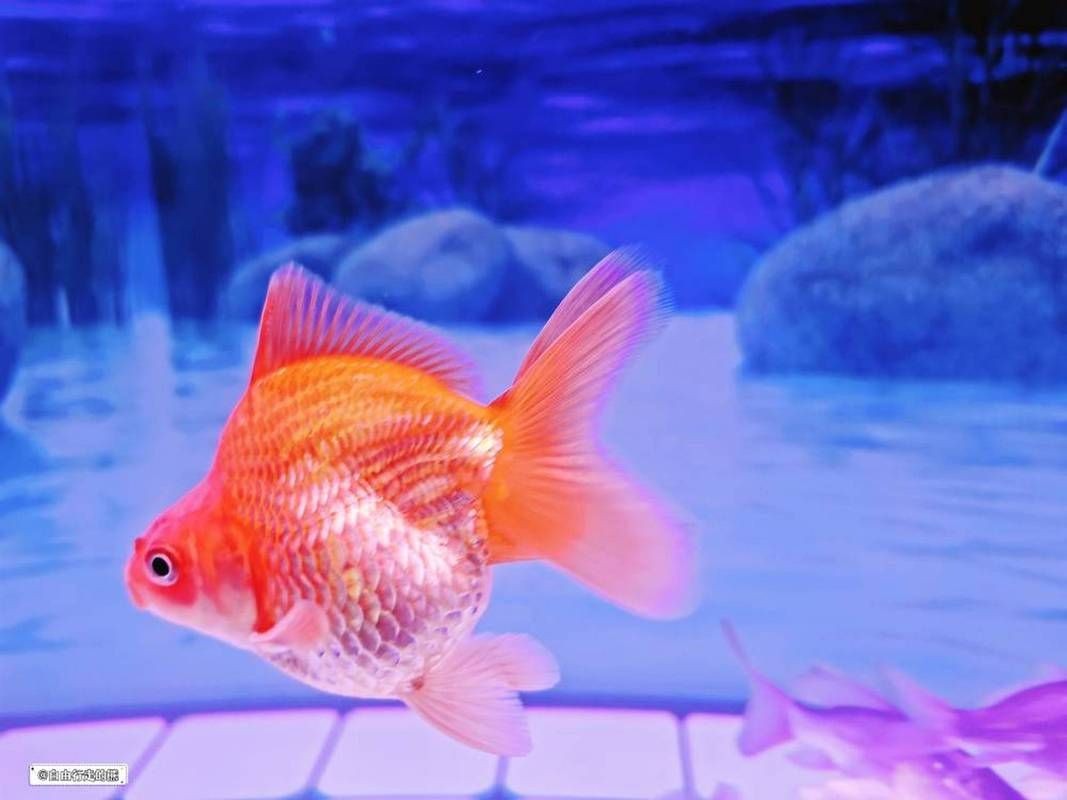 海和尚魚最漂亮的一張照片