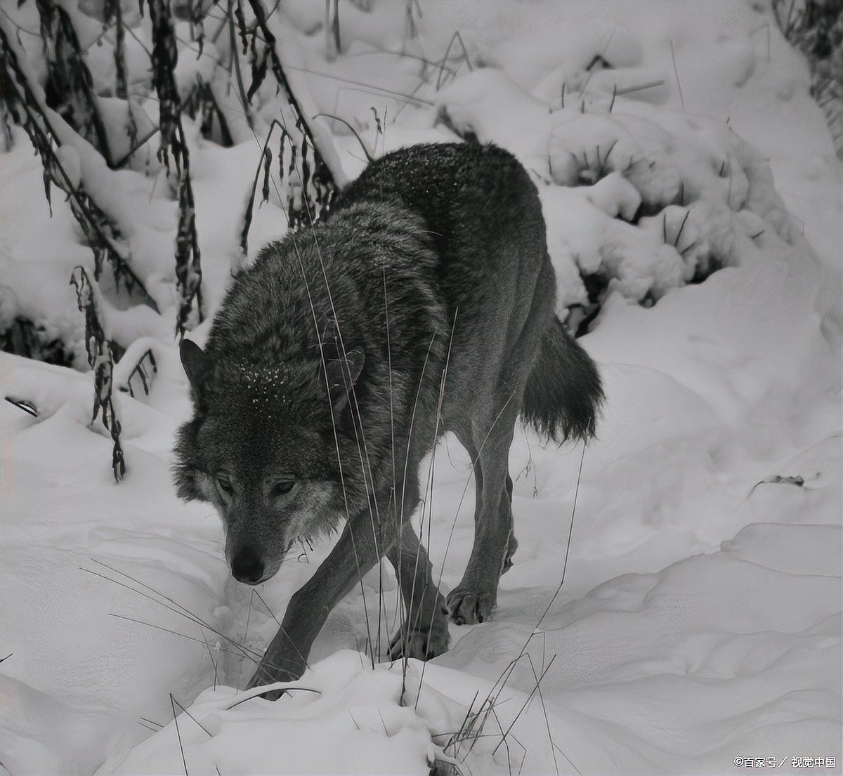 救了狼真的會報恩嗎