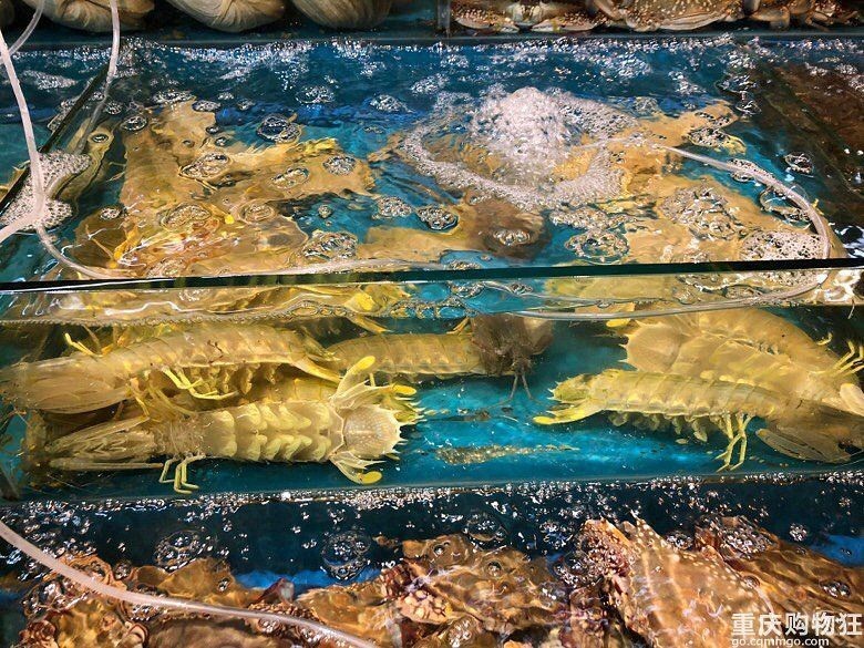 活飛魚多少錢一只