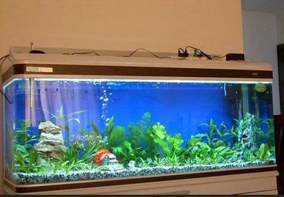 上海魚缸批發市場