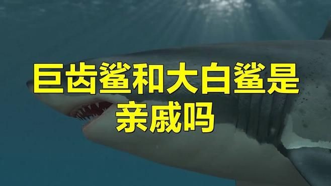 巨齒鯊和大白鯊的區別