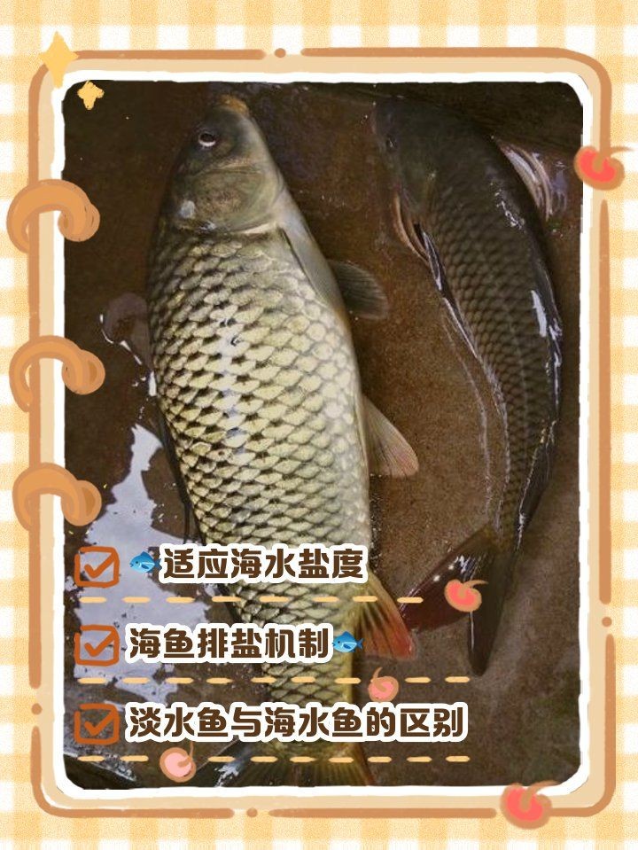 海水有鹽為什么魚不死