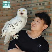 巨骨舌魚可以無證養嗎