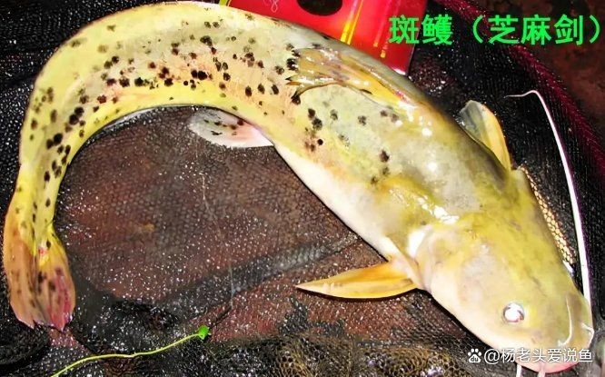 廣西三角鯉為何禁吃