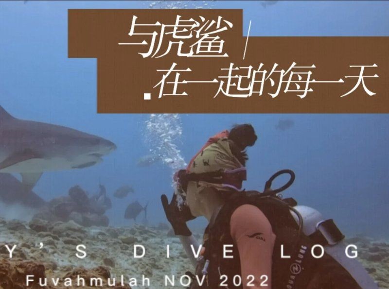 好大的魚虎紋鯊魚