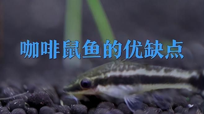 咖啡鼠為什么不建議養