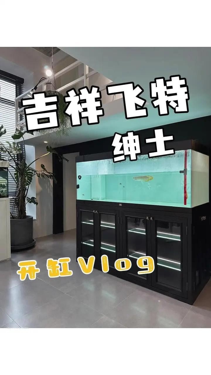 九鼎魚缸和吉祥飛特