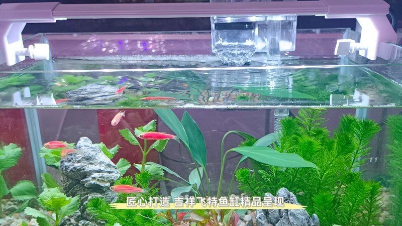 九鼎魚缸和吉祥飛特