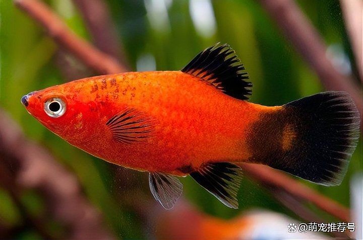 燕魚混養最佳搭配圖