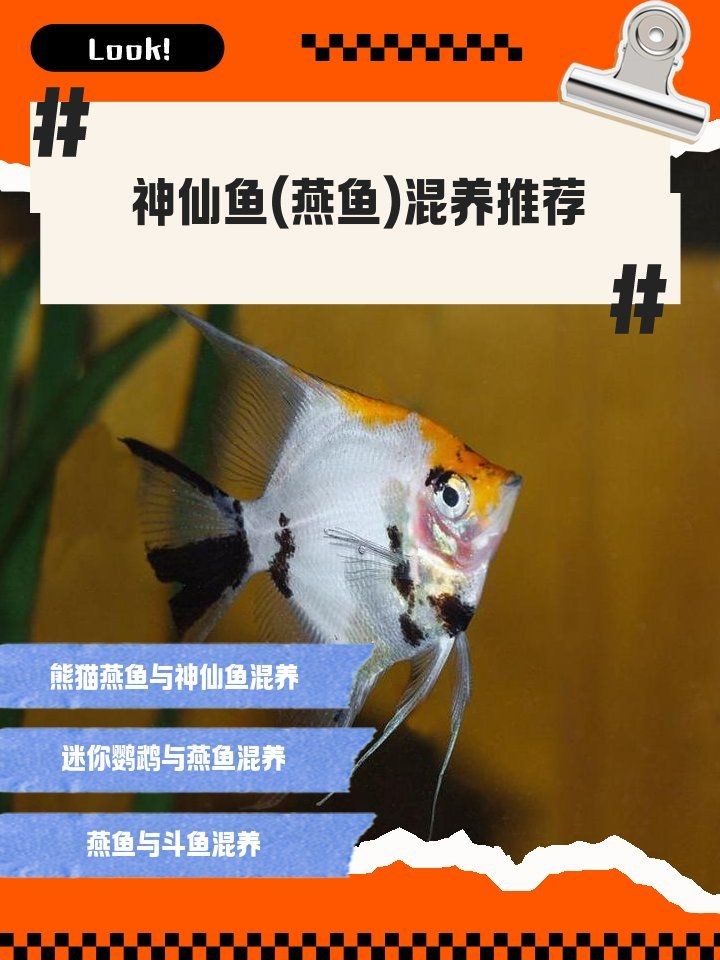 燕魚混養最佳搭配圖