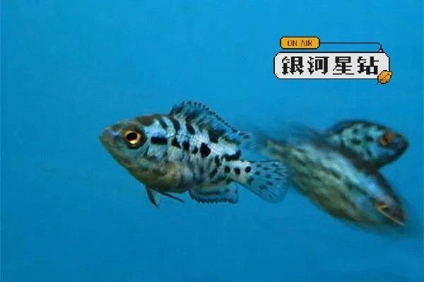 國產銀河星鉆魚和進口區別