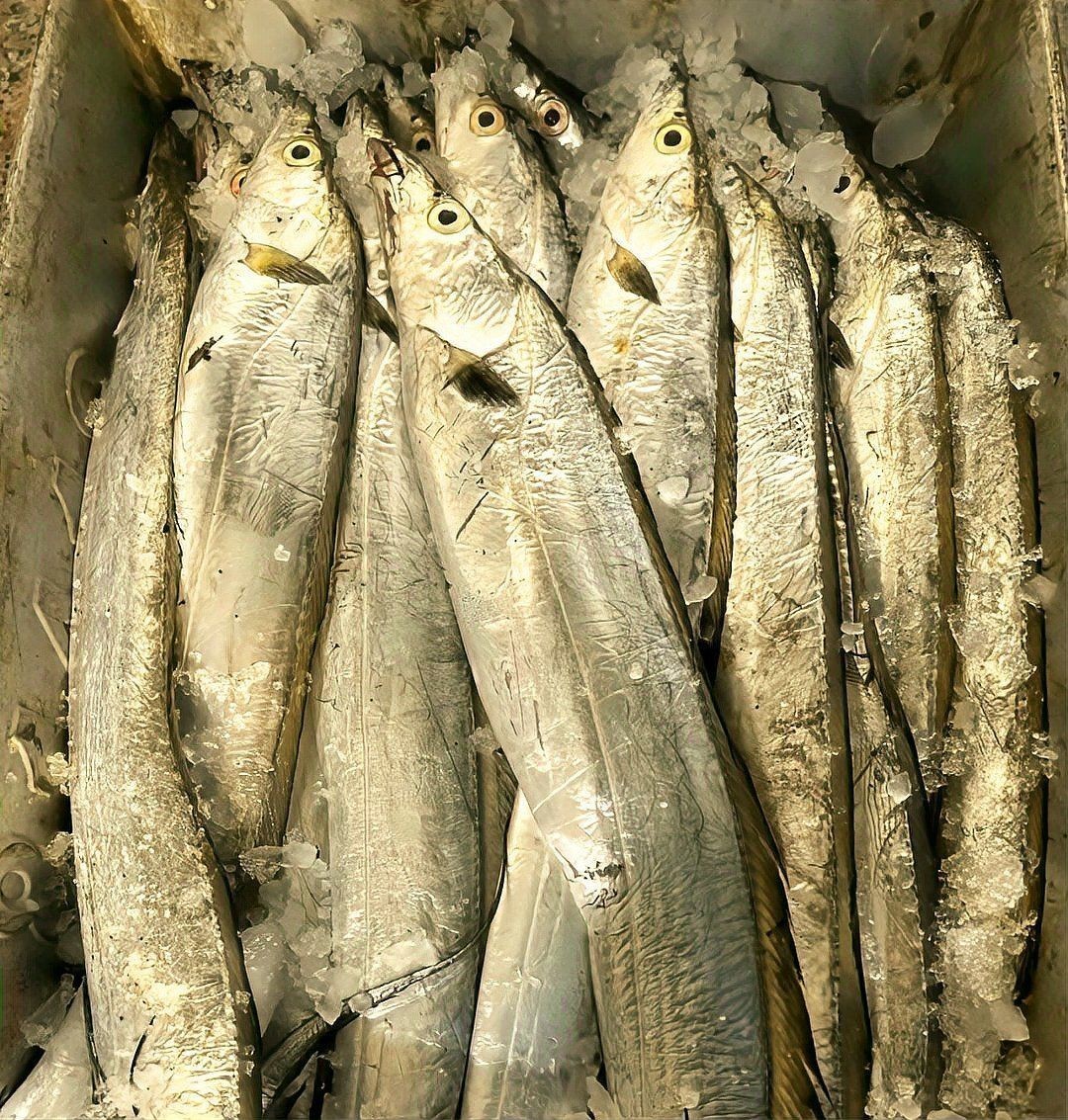 國產銀河星鉆魚和進口區別